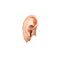  Miscellaneous Ear Image