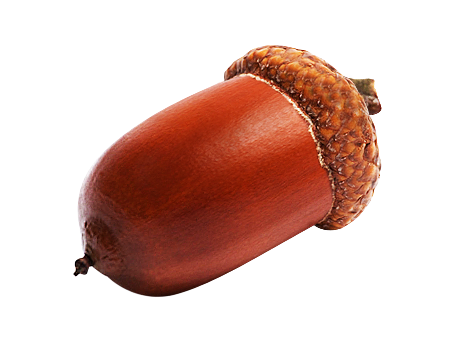 Nutshells Dickhead Acorn Tree Nature PNG