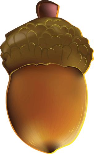 Sky Life Squash Acorns Acorn PNG