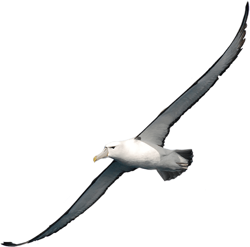 Snakes Millstone Albatross Incubus Pet PNG