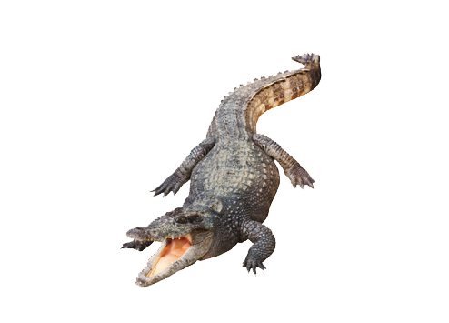 Alligator Pears Biology Panther Family PNG