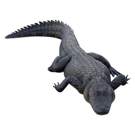 Chick Alligator Panther Iguana Family PNG