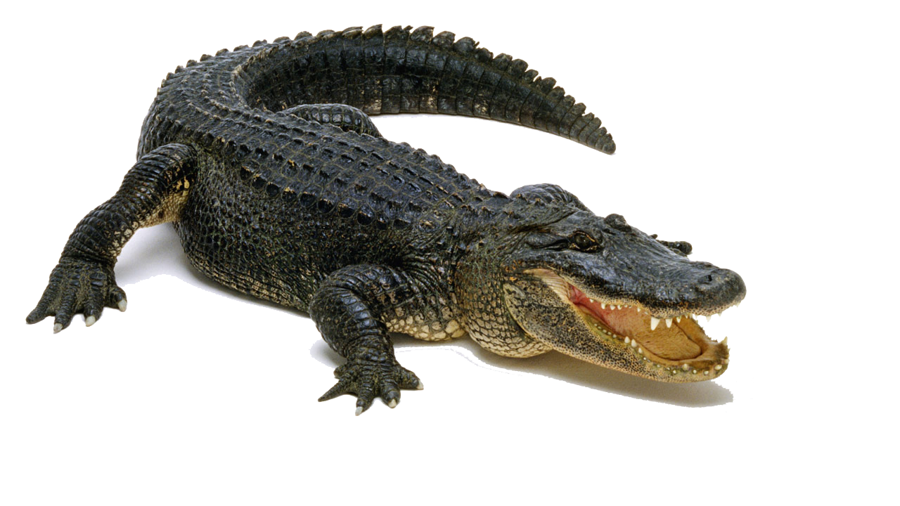 Planet Minus Ocean Alligator Hen PNG