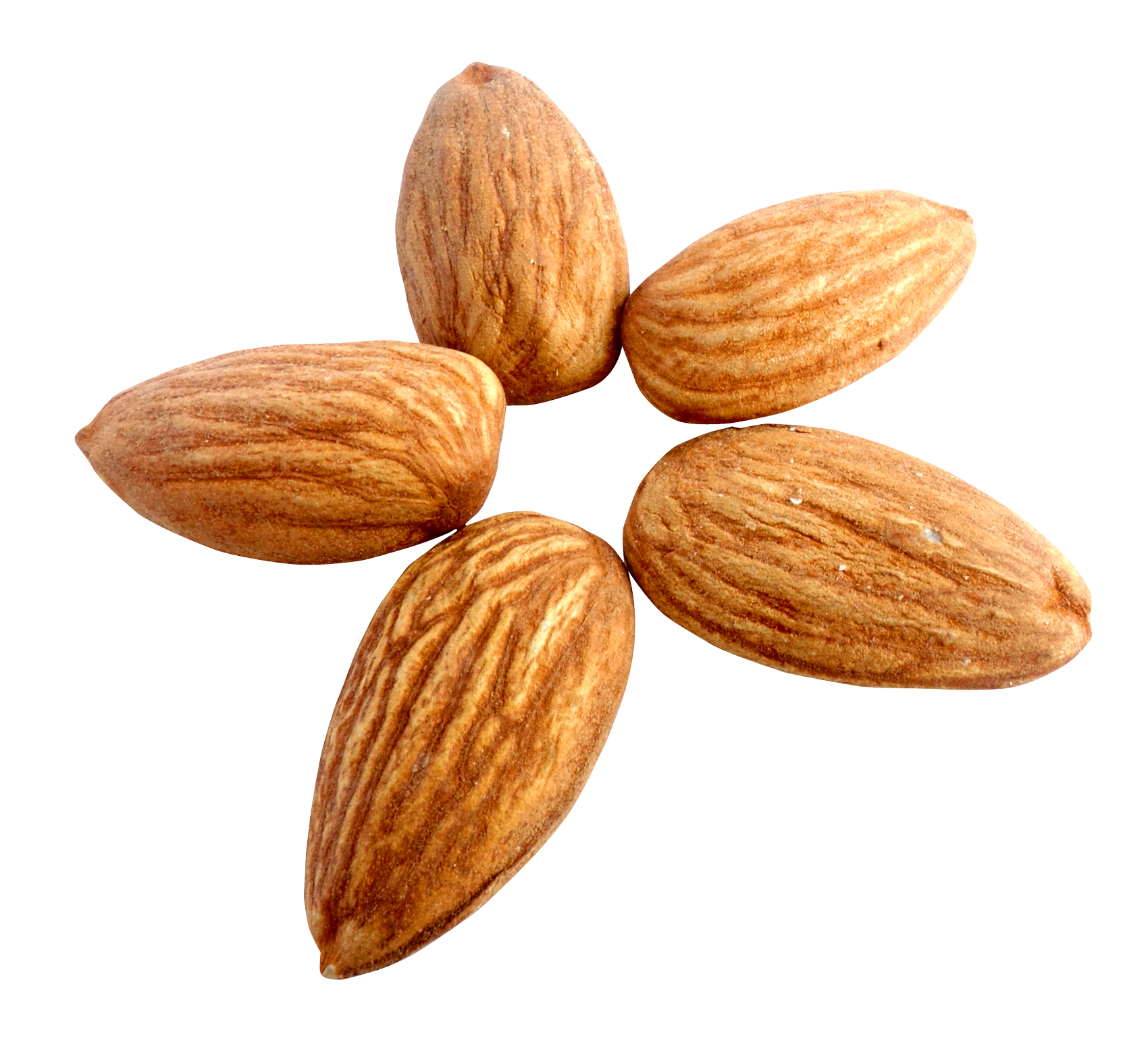Caraway Nut Apricot Coconut Olive PNG