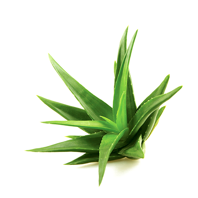 Cute Face Pop Yarrow Aloe PNG