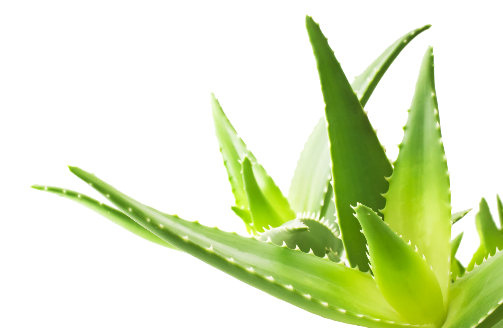 Tree Aloe Marry Lotion Hibiscus PNG