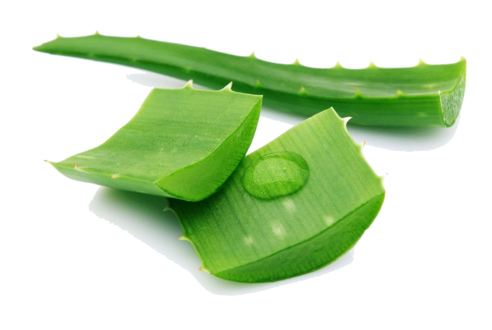 Dog Aloe Herb Fun PNG