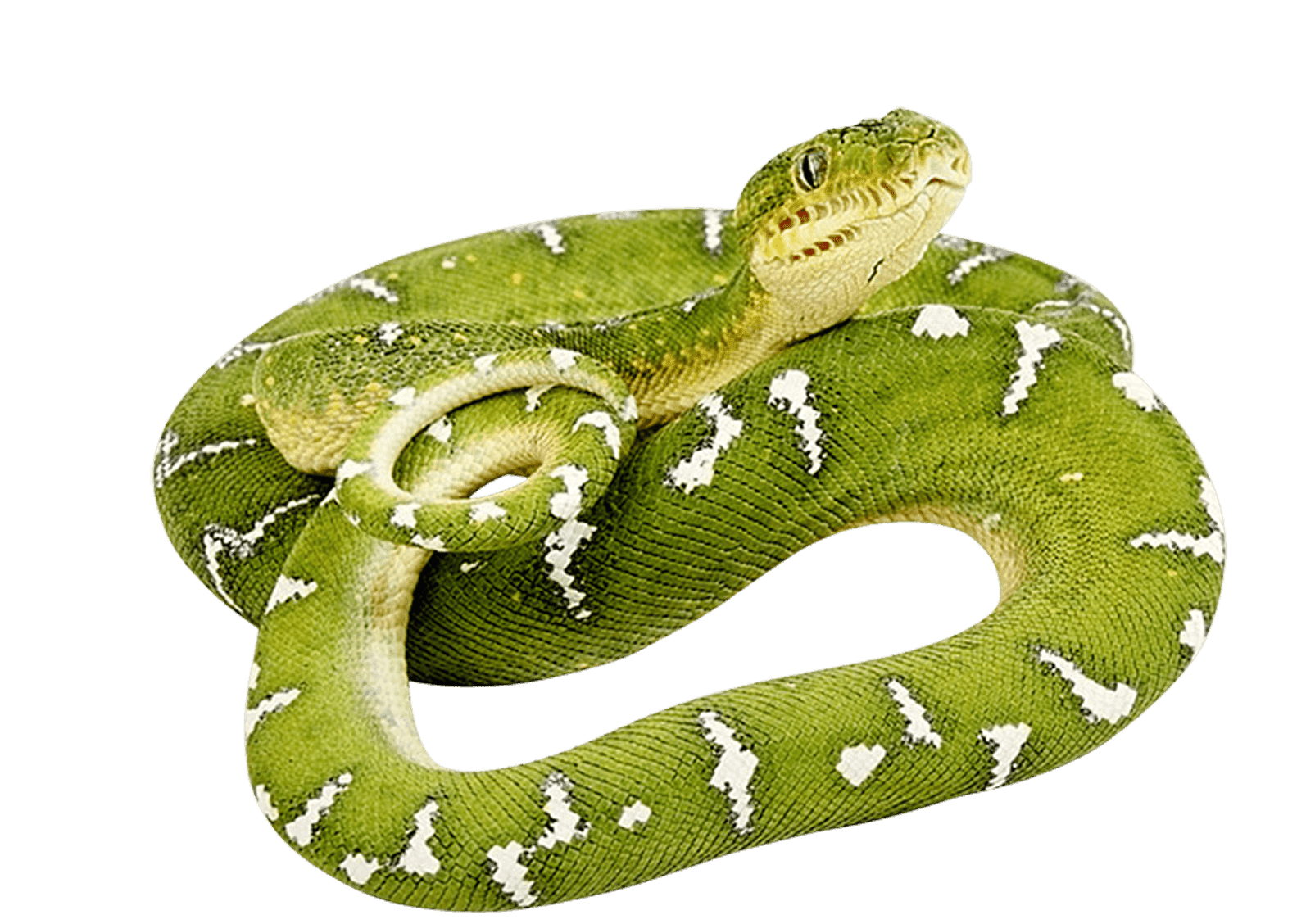 Animals Constrictor Quality Green High PNG