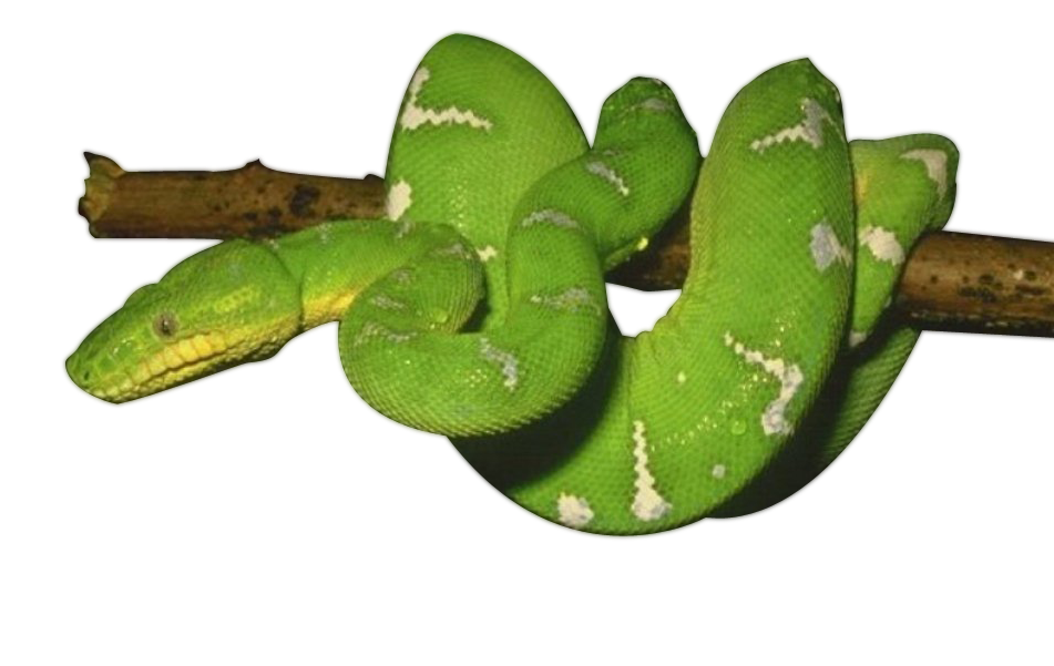Anaconda Green Cobra Scorpions Orangutan PNG