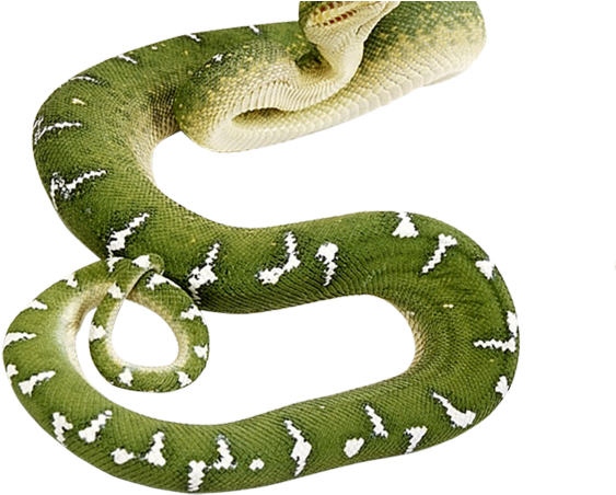Green Animals Anaconda Creature Caiman PNG