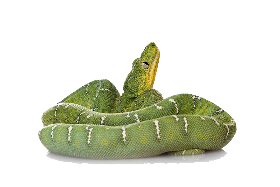 Caiman Animals Crocodile Green Scorpions PNG