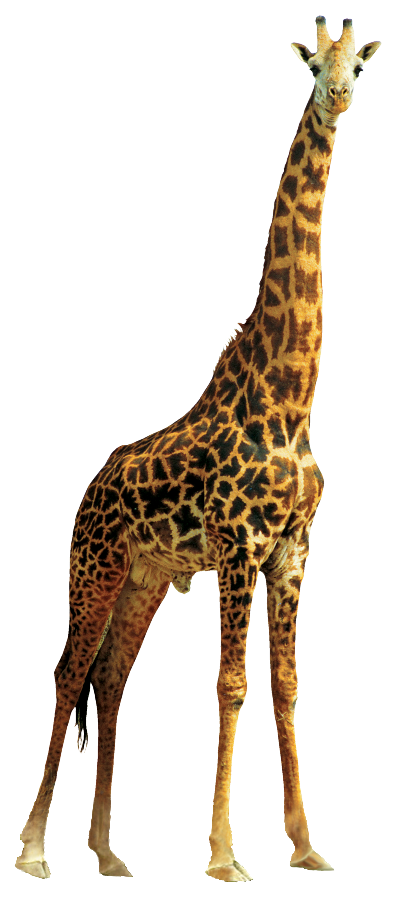 Orc Giraffe Lion Pattern Tail PNG