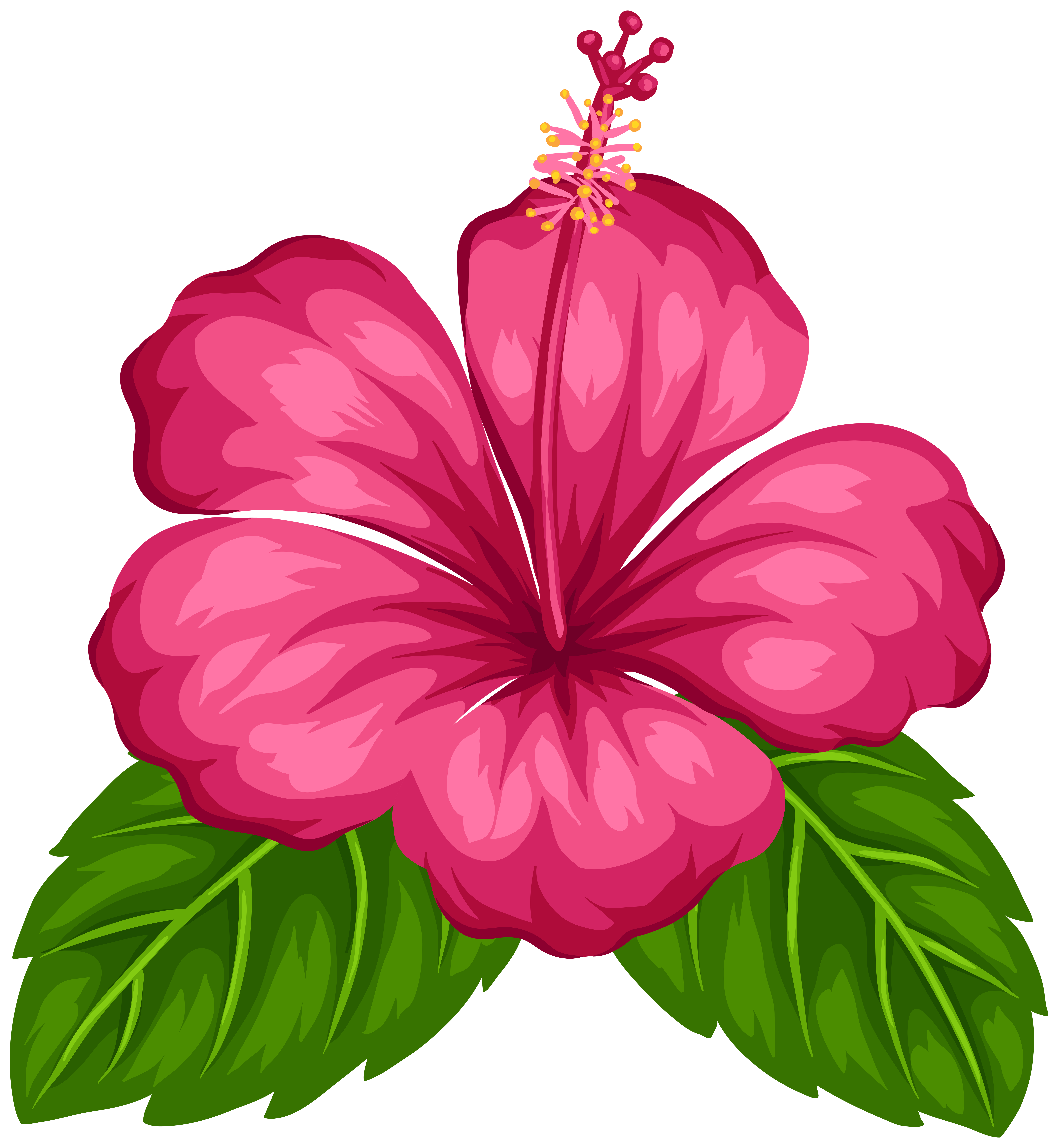 Petal Quotation Morning Tropical Flower PNG