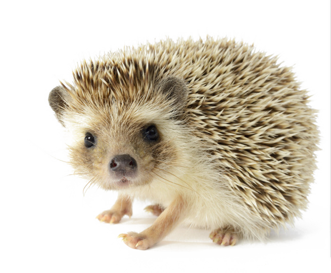 Rodents North Toed Bums Porcupine PNG