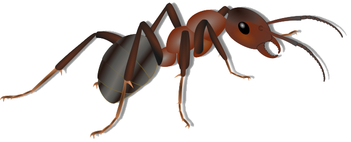 Ant Believe Pismire Like Amphibians PNG