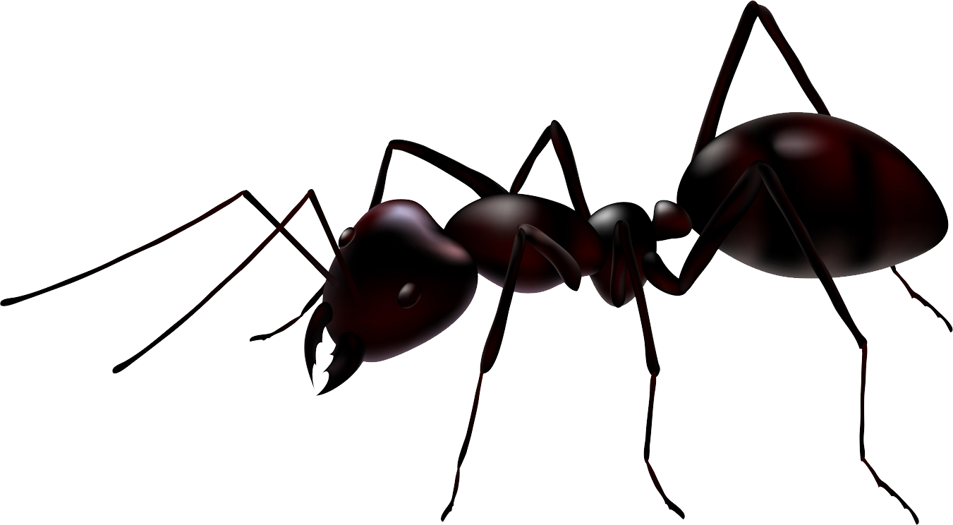 Ant Pismire Housefly Grackle Weevil PNG