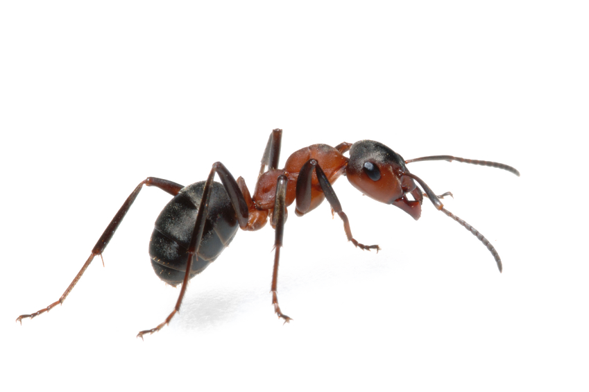 Wasp Aphids Ant Weevil Counteractive PNG