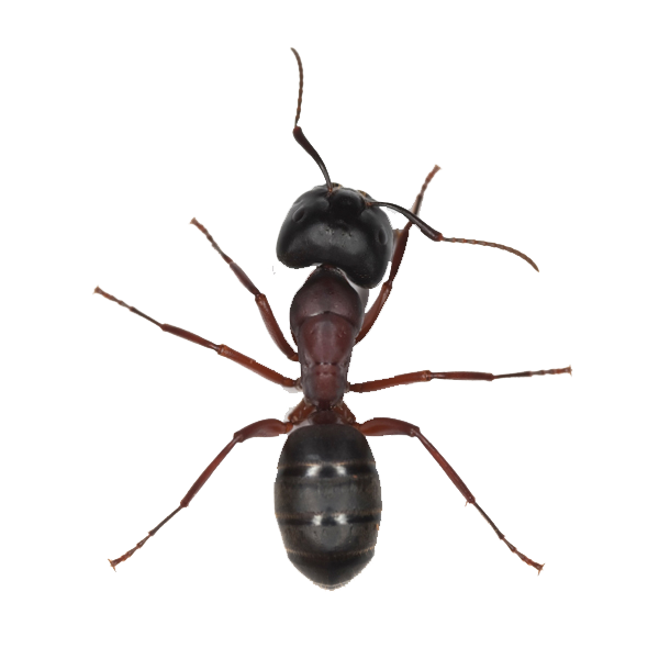 Antenna Ant Caterpillar Earthworm Lubber PNG