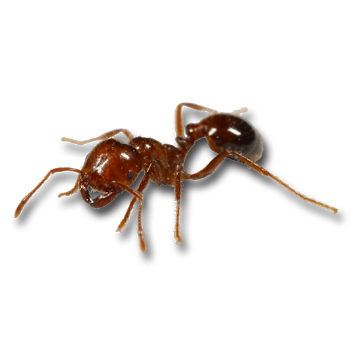 Red Antenna Frog Ant Insects PNG