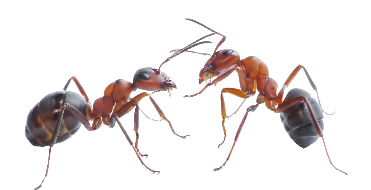 Red Mantis Insects Mule Anthill PNG