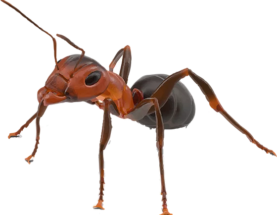 Antenna Insects Red Dist Honeybee PNG