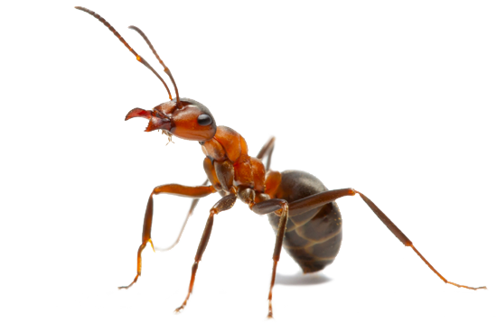 Ant Pismire Critter Insects Lubber PNG