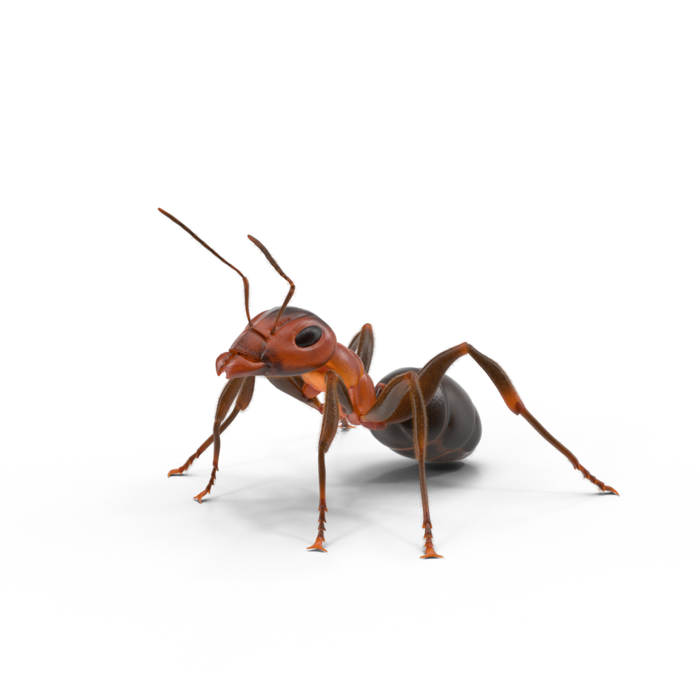 Honeybee Anti Red Nematode Insects PNG