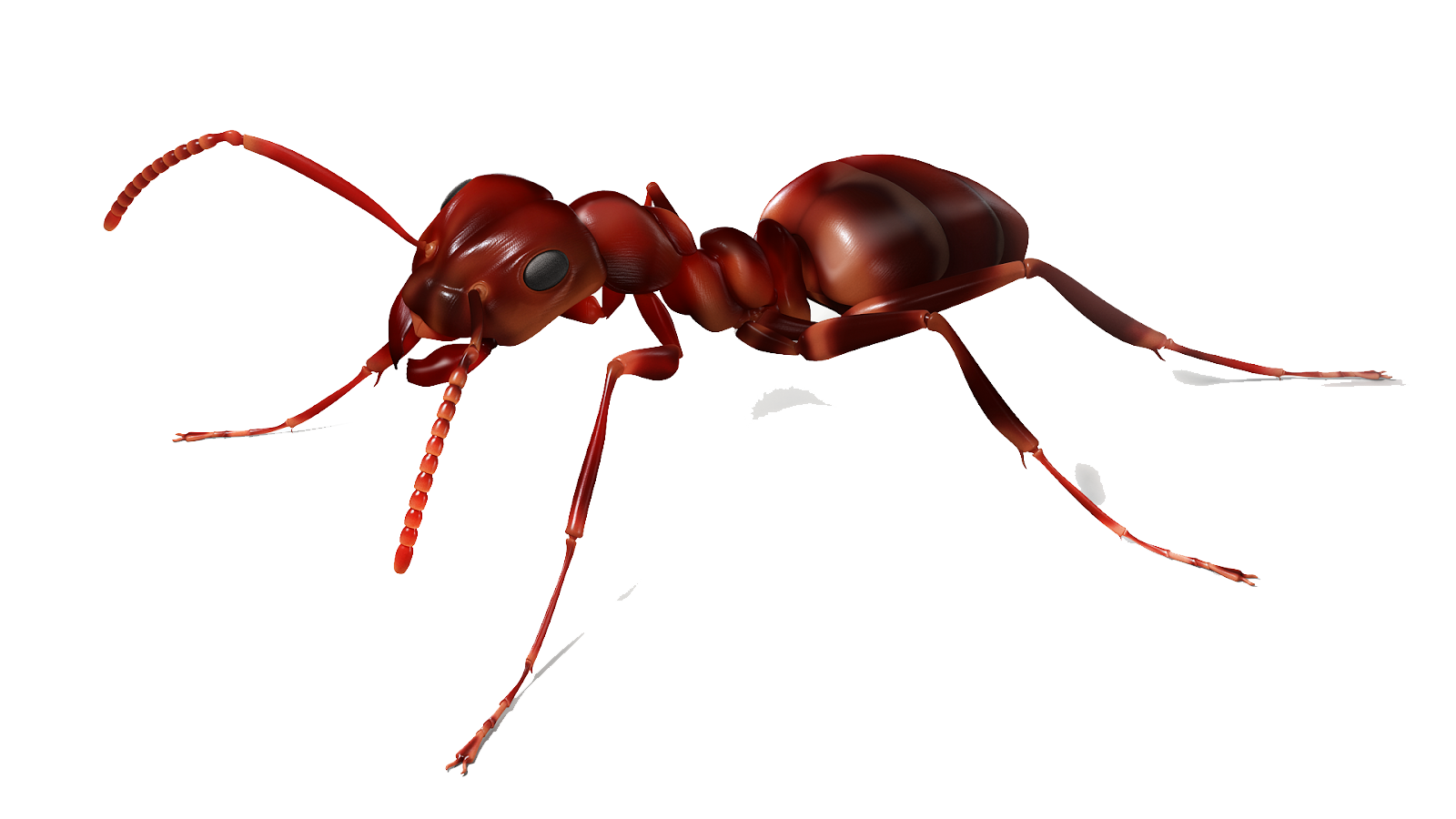 Ant Bees Rodent Anti Honeybee PNG