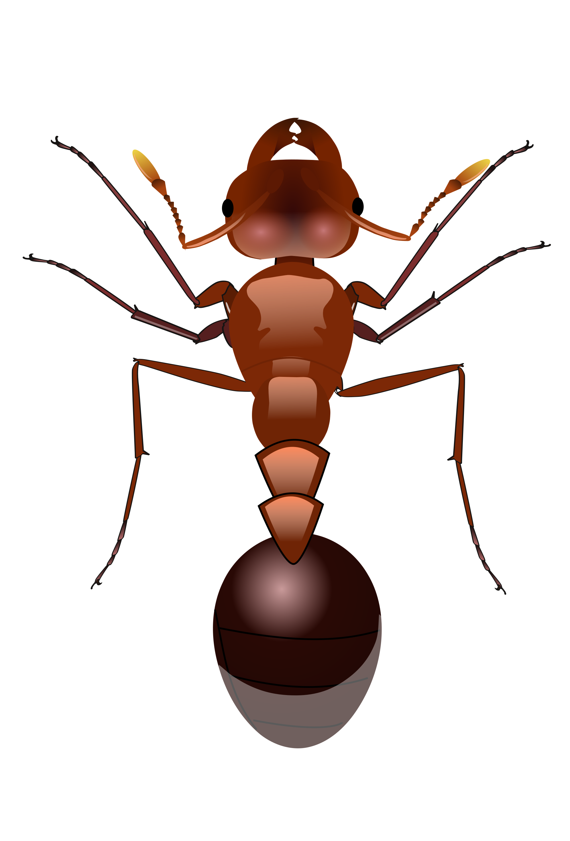 Vector Anti Pismire Earthworm Housefly PNG