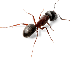 Mammals Worm Nature Macro Ant PNG