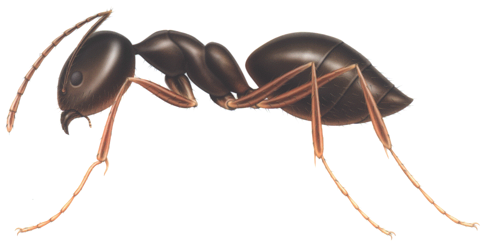 Drawings Worm Ant Insect (1) PNG