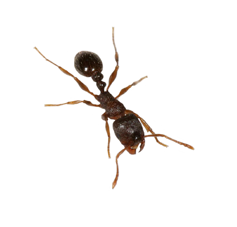 Ant Jungle Worm Insect File PNG