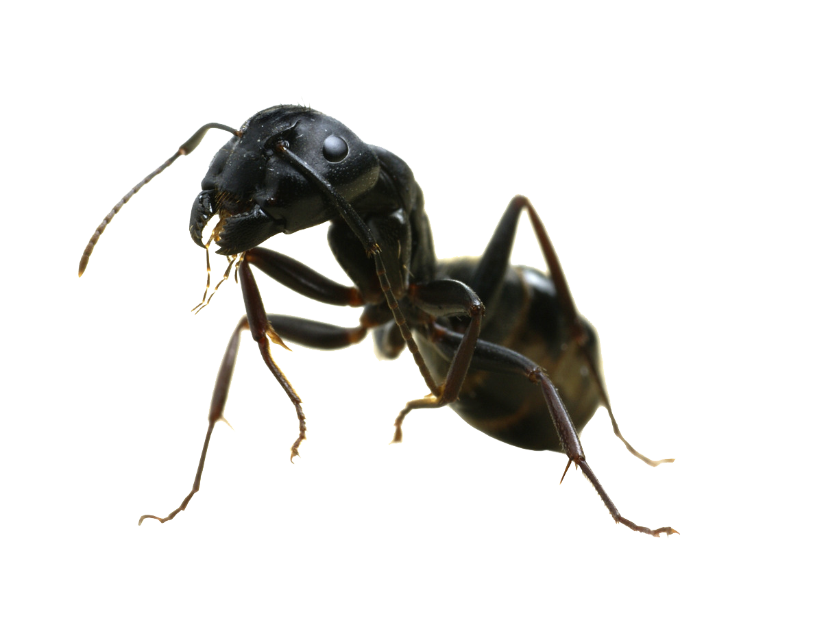 Caterpillar Exploration Ant Pesticides Pismire PNG