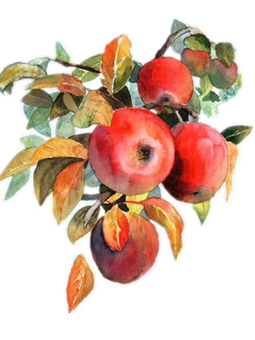 Apple Pawpaw Watercolor Kumquats Pomegranate PNG
