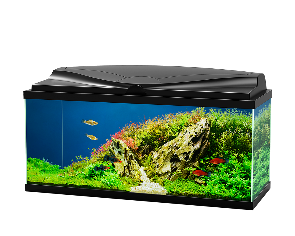Aquarium Tank Furniture Bowl Lagoon PNG
