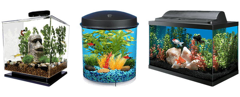 Aquarium Tank Mammal Fish Guppy PNG