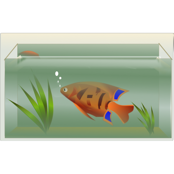 Tank Fish Aquarium Furniture Mollusk PNG