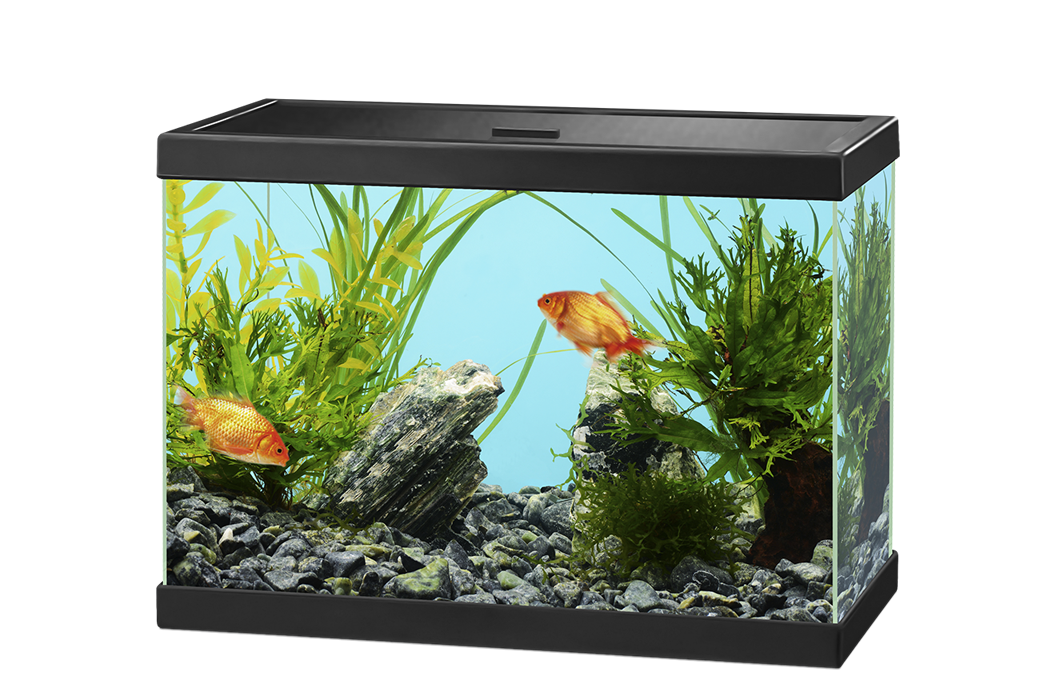 Aquarium Glass Furniture Aviary Fish PNG