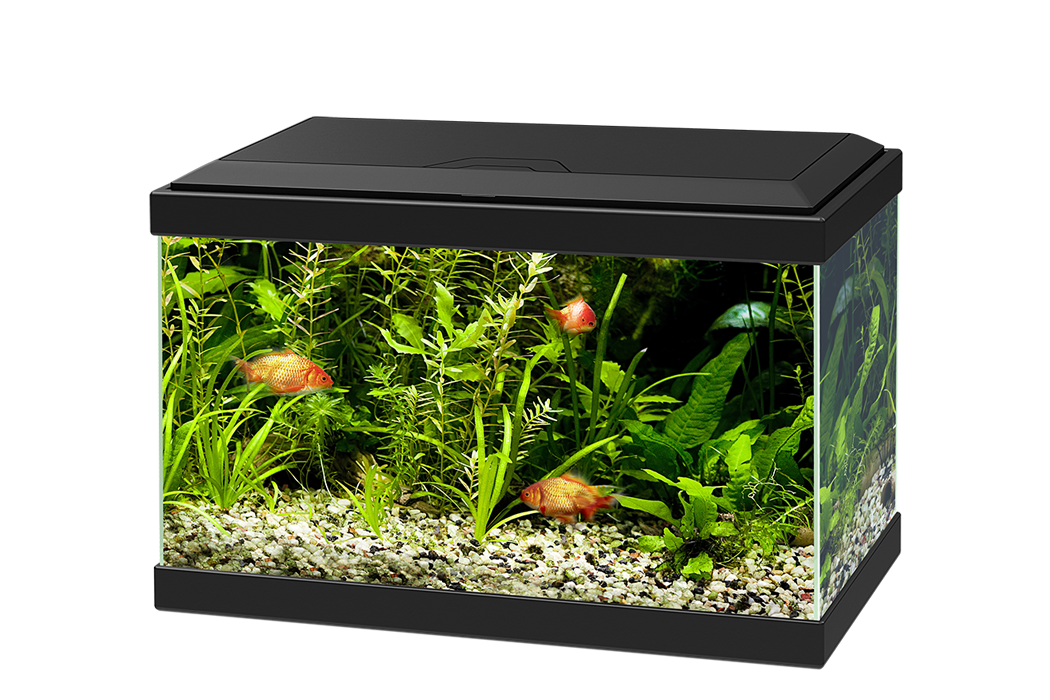 Aquarium Glass Fish Snorkel Furniture PNG
