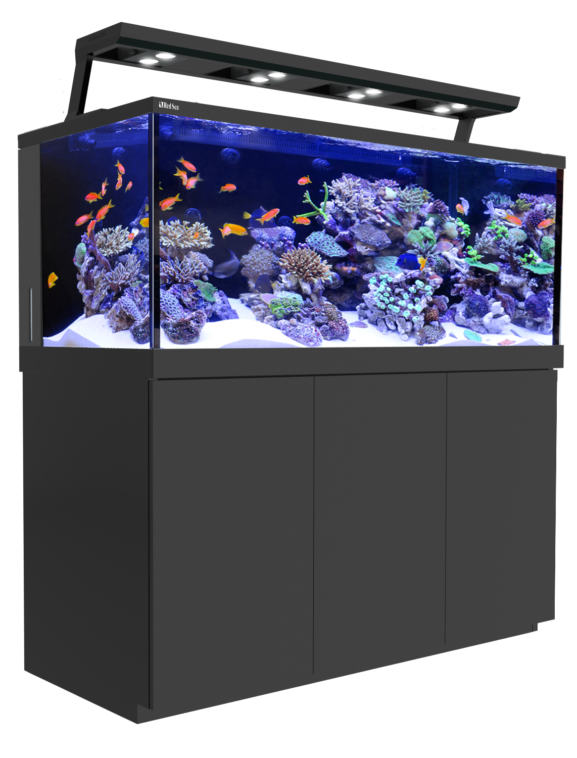 Tank Otters Fish Glass Aquarium PNG