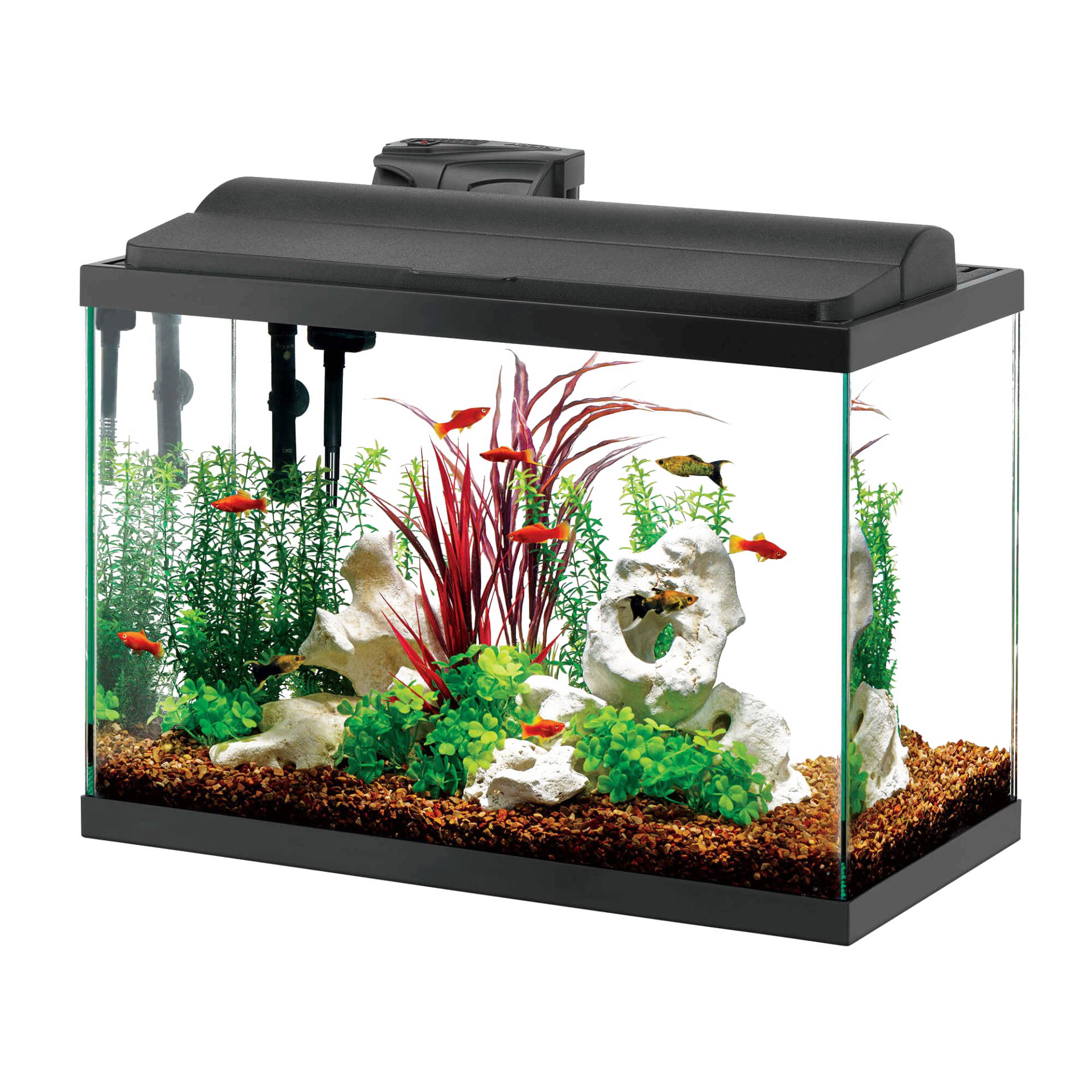 Stingrays Fish Tank Glass Aquarium PNG