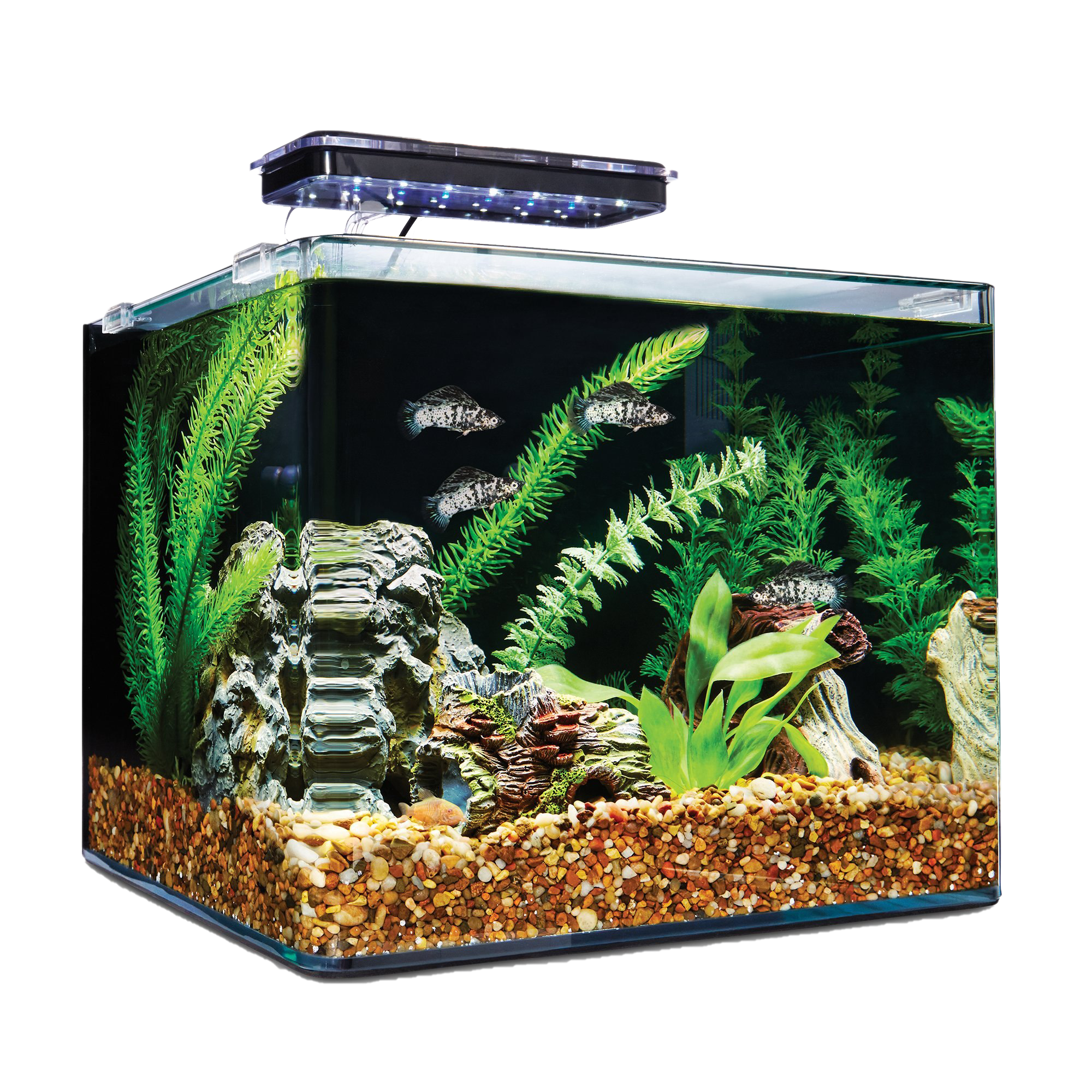 Tank Aquarium Container Mermaid Fish PNG