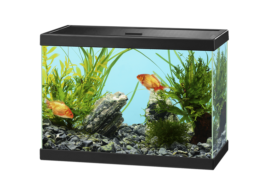 Aquarium Terrapin Fish Belugas Container PNG