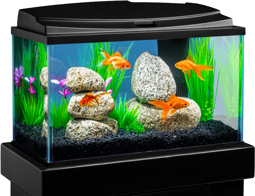 Planetarium Fish Tropical Furniture Terrarium PNG