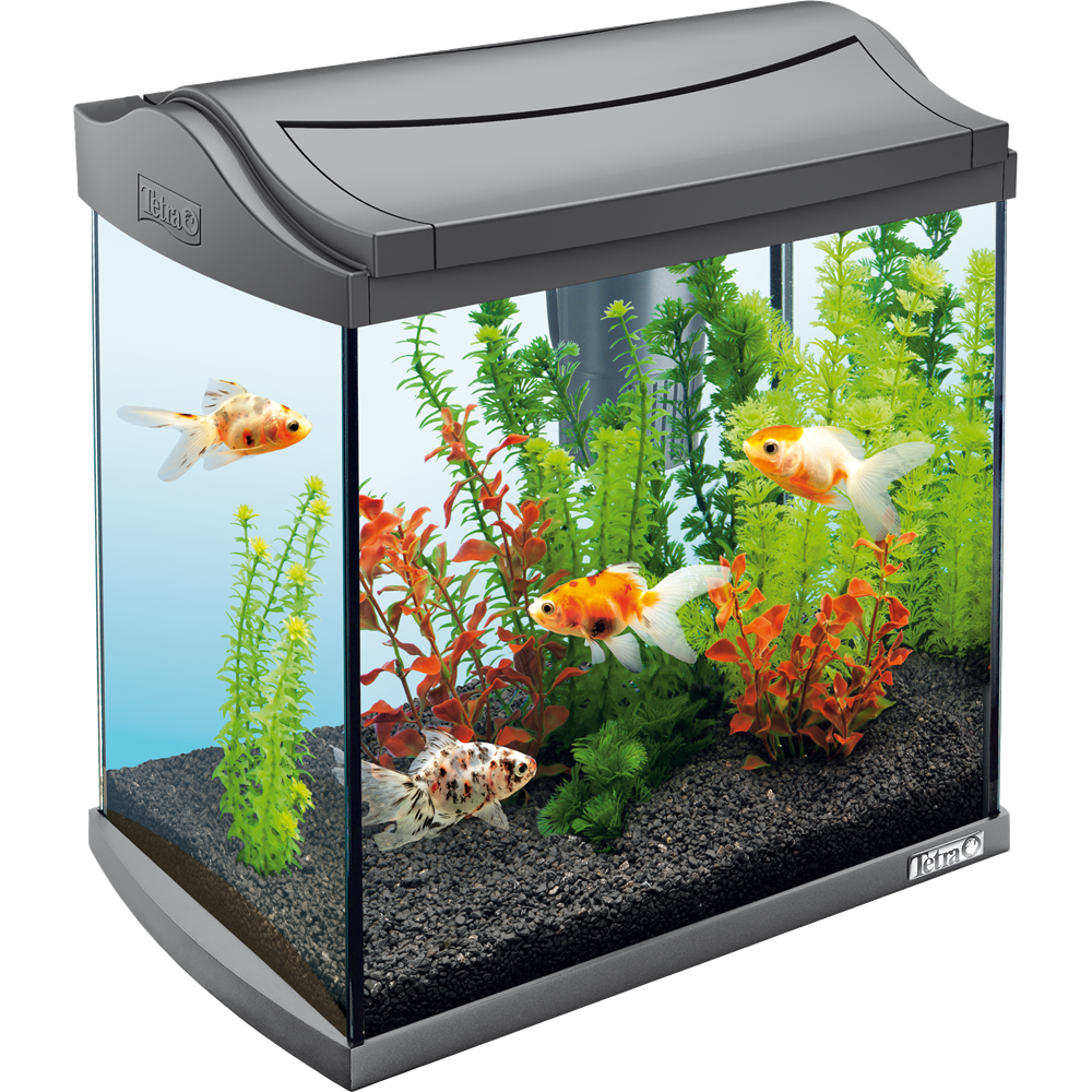 Vivarium Mammal Angelfish Fish Tank PNG