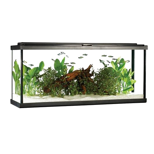 Vivarium Fish Angelfish Furniture Rectangle PNG