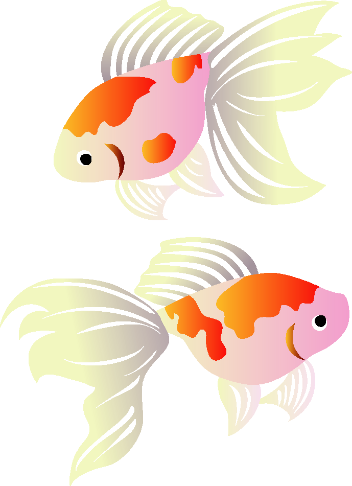 Koi Saltwater Pollinator Illustration Goldfish PNG