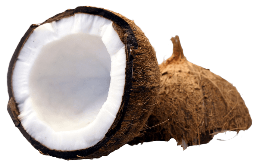 Chromatic Coconut Half Barrister Eggplant PNG