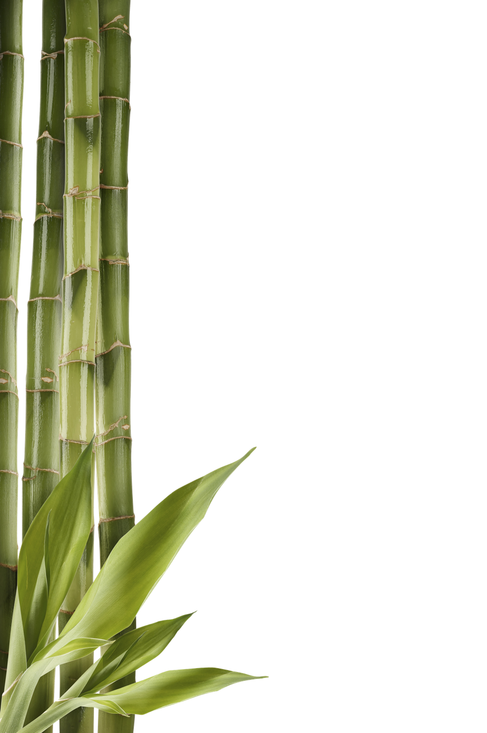 Bamboo Scenes Marry Feel Pretty PNG