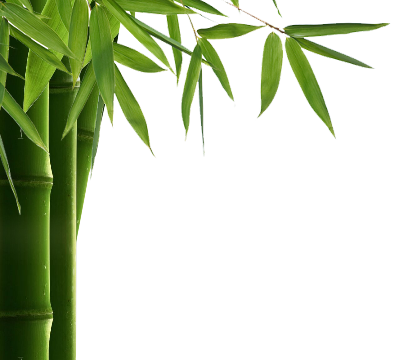 Woody Hardwoods Dusk Teak Leaf PNG